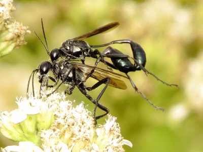 Gold-Marked Thread-Waisted Wasp