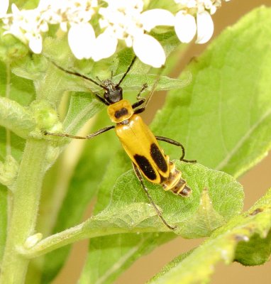 Goldenrod Soldier Beetle