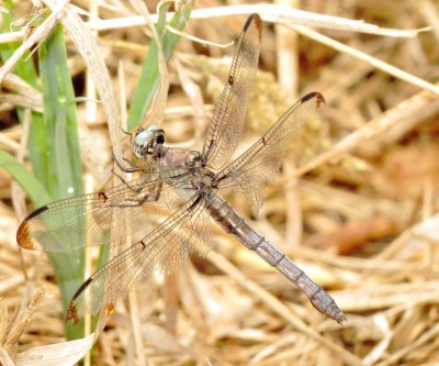 Great Blue Skimmer
