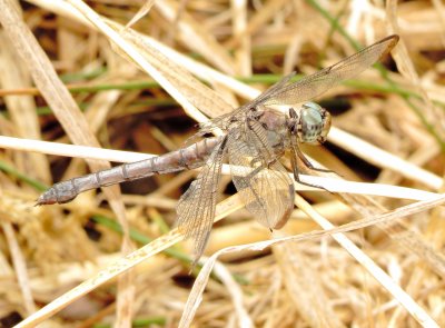 Great Blue Skimmer