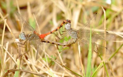 Blue-Faced Meadowhawk