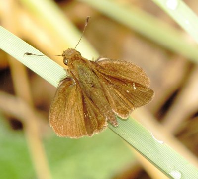 Clouded Skipper