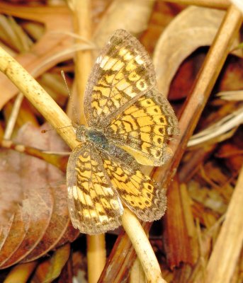 Pearl Crescent