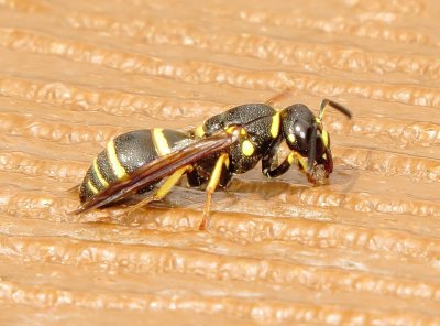 Euodynerus Foraminatus