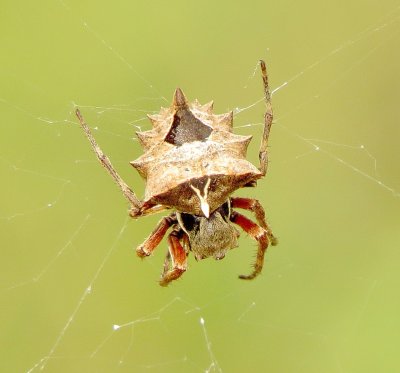 Starbellied Orbweaver