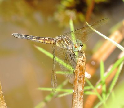 Blue Dasher