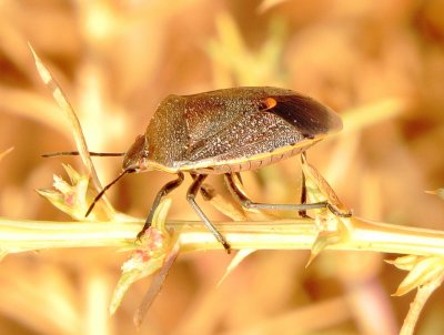 Conchuela Bug