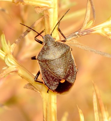 Conchuela Bug