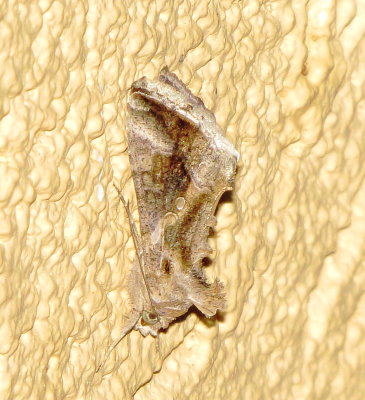 Soybean Looper Moth