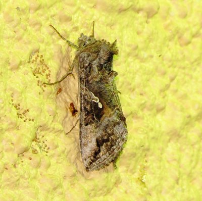 Gray Looper Moth