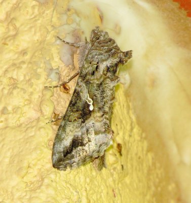 Gray Looper Moth