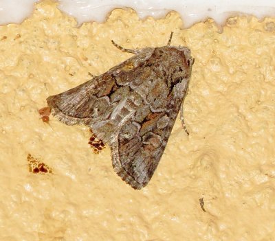 Striped Garden Caterpillar Moth