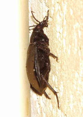 Calosoma Marginale