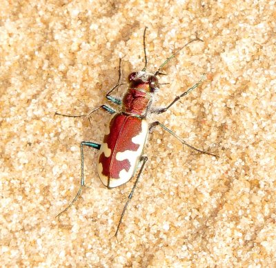 Big Sand Tiger Beetle