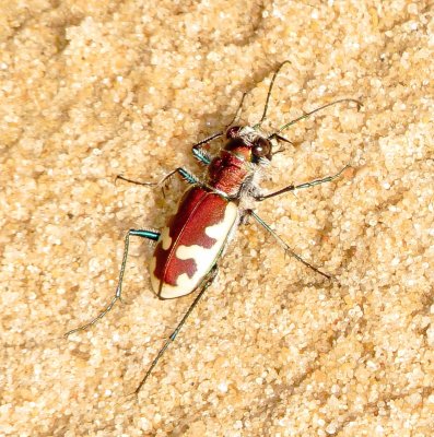 Big Sand Tiger Beetle