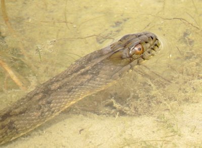 Diamondback Watersnake