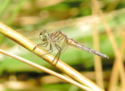 Blue Dasher