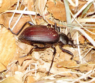 Eleodes hispilabris