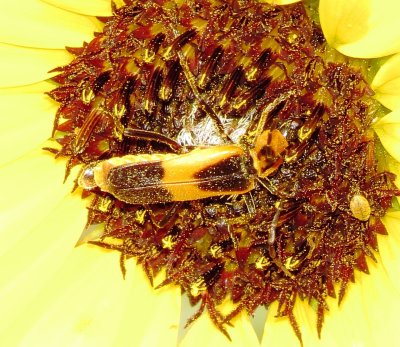 Colorado Soldier Beetle