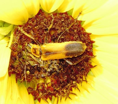 Colorado Soldier Beetle