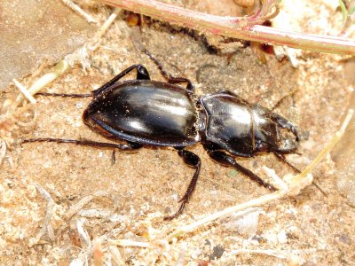 Pasimachus Elongatus
