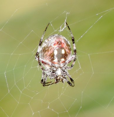Western Spotted Orbweaver