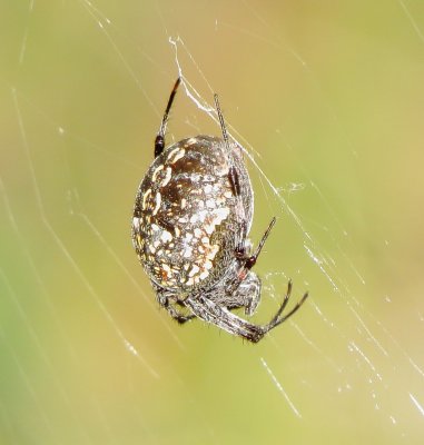 Western Spotted Orbweaver