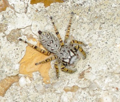High Eyelashed Jumping Spider