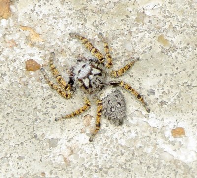 High Eyelashed Jumping Spider