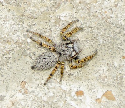 High Eyelashed Jumping Spider