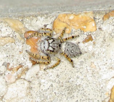 High Eyelashed Jumping Spider