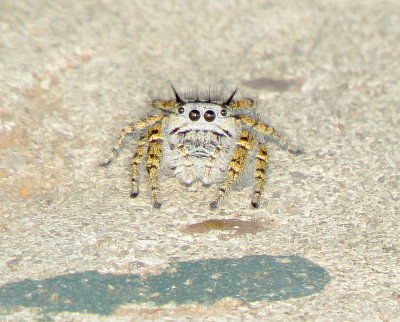 High Eyelashed Jumping Spider