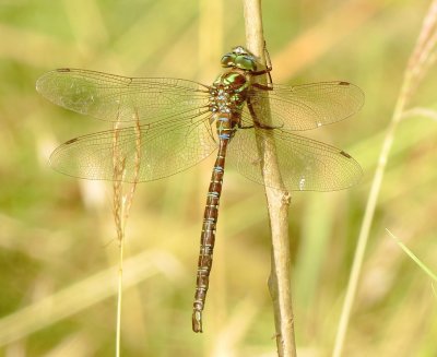 Shadow Darner