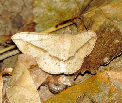 Velvetbean Caterpillar Moth