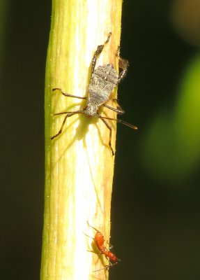Leptoglossus Oppositus