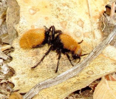 Dasymutilla calorata