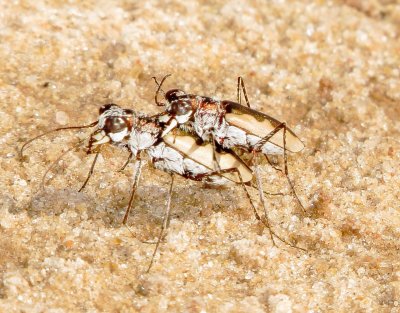 White-Cloaked Tiger Beetle