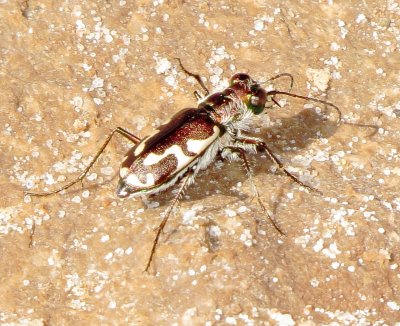 Williston's Tiger Beetle