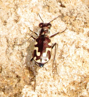 Williston's Tiger Beetle
