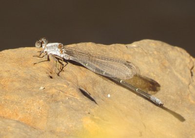 Powdered Dancer