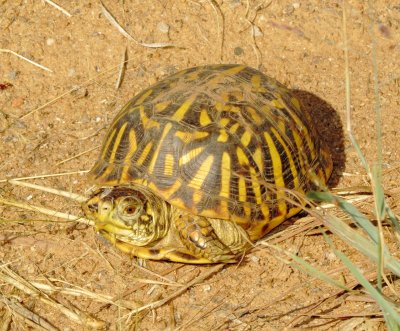 Ornate Box Turtle