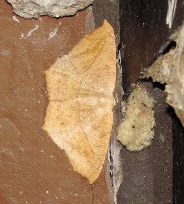 Geometer Moth Species
