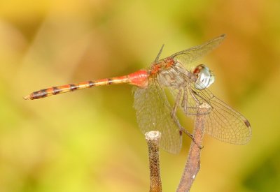 Blue-Faced Meadowhawk