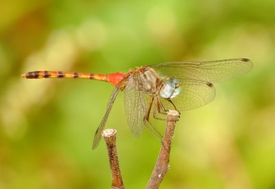 Blue-Faced Meadowhawk