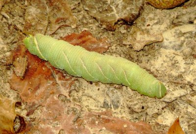 Walnut Sphinx Moth Caterpillar
