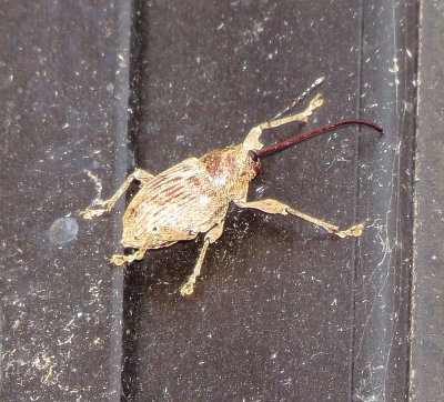 Genus Curculio