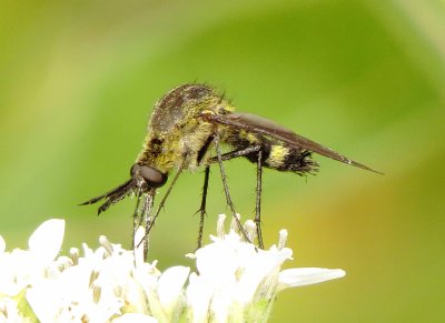 Scaly Bee Fly