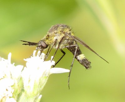 Scaly Bee Fly