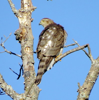 Sharp-Shinned Hawk