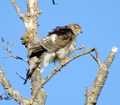 Sharp-Shinned Hawk